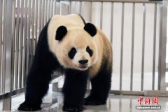 中国大熊猫保护研究中心绵阳基地投入试运行